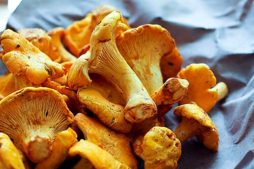 chanterelle-bacon-blue-cheese-plum-salad-6 chanterelle-bacon-blue-cheese-plum-salad-6